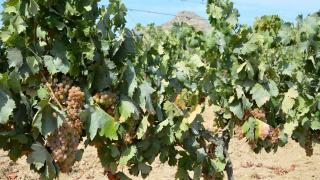 Comment conserver des vins corses dans les meilleures conditions