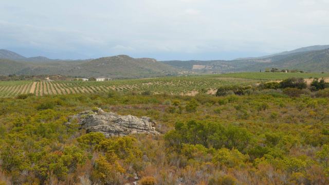 Les vins corses : une île, des terroirs, des saveurs authentiques