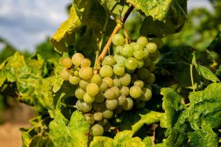 Patrimonio vin : la première AOC corse, terroir et domaines