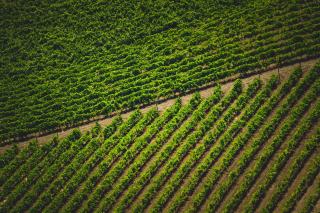 Quels sont les vins les plus sucrés : guide et classement