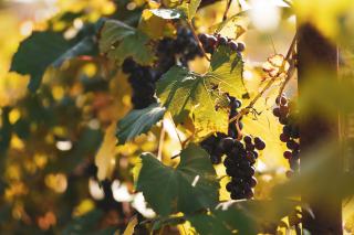Formations pour travailler dans le vin : BTS, licences, masters