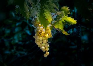 Vin blanc pétillant de Vénétie et autres bulles italiennes