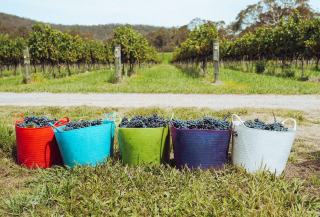 Vin blanc portugais : guide des styles et des accords