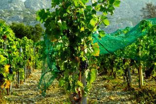 Vin rosé corse : guide des meilleurs domaines et cuvées