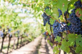 Vin rouge léger : les meilleurs choix selon les plats