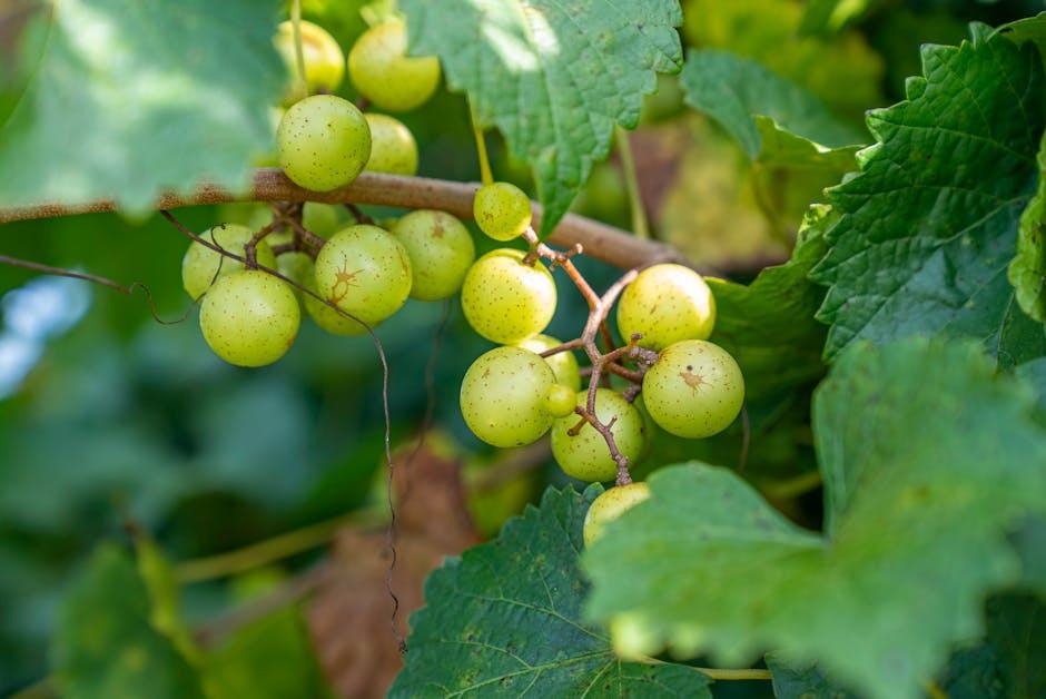 Dionysos : le dieu grec du vin, son mythe et son héritage