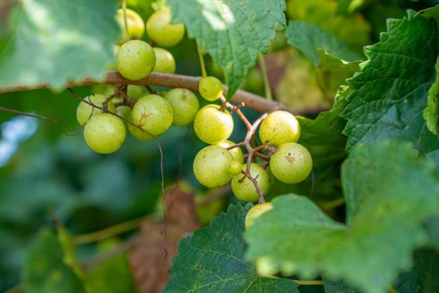 Le dieu grec du vin : Dionysos et son mythe