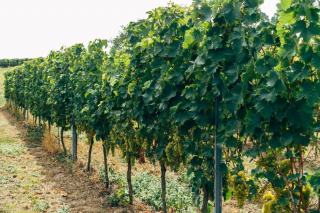 Grappes de raisin blanc mûres sur un pied de vigne au bord de la mer